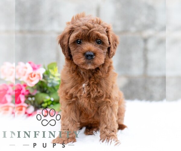 Medium Photo #4 Cavapoo (Miniature) Puppy For Sale in DORNSIFE, PA, USA