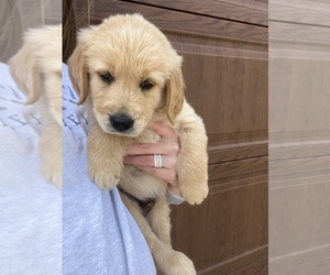 Golden Retriever Puppy for Sale in DEER LODGE, Tennessee USA