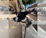Small #14 Mutt
