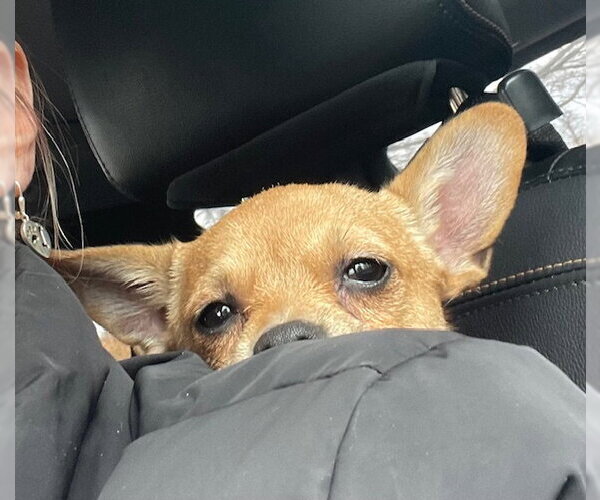 Medium Photo #13 Chihuahua Puppy For Sale in Mount Laurel, NJ, USA