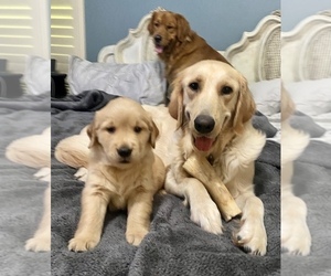 Mother of the Golden Retriever puppies born on 06/24/2022