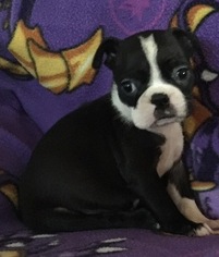 Boston Terrier Puppy for sale in APPLE VALLEY, CA, USA