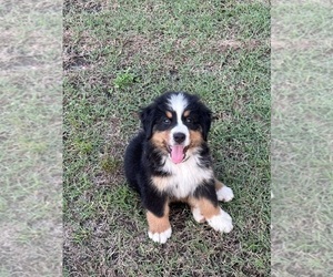 Bernese Mountain Dog Puppy for sale in CLARKSDALE, MS, USA