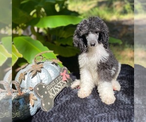 Poodle (Standard) Puppy for sale in RIPLEY, TN, USA