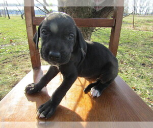 Great Dane Puppy for sale in SOUTH BEND, IN, USA