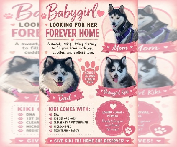 Medium Photo #1 Pomsky Puppy For Sale in ROSEVILLE, MI, USA