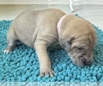 Small #5 Great Dane