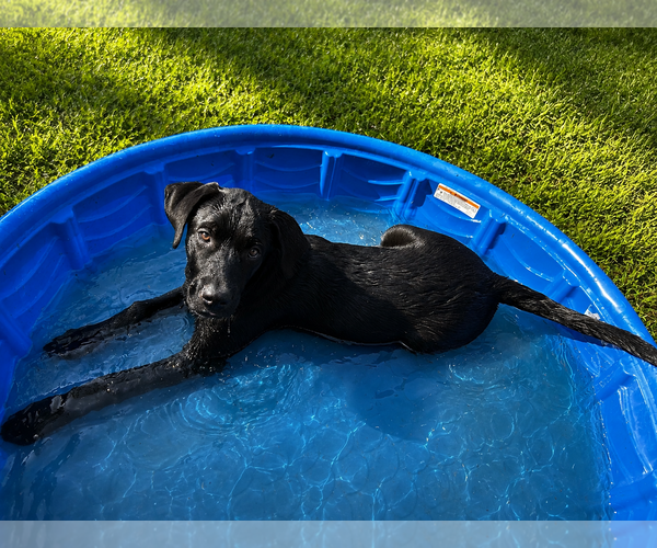 Medium Photo #4 Labrador Retriever Puppy For Sale in Clovis, CA, USA