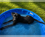 Small #3 Labrador Retriever
