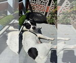 Small #2 American Staffordshire Terrier Mix