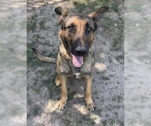 Mutt Dogs for adoption in Riverside, CA, USA