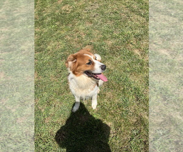 Medium Photo #13 Australian Shepherd-Saint Bernard Mix Puppy For Sale in Osgood, IN, USA