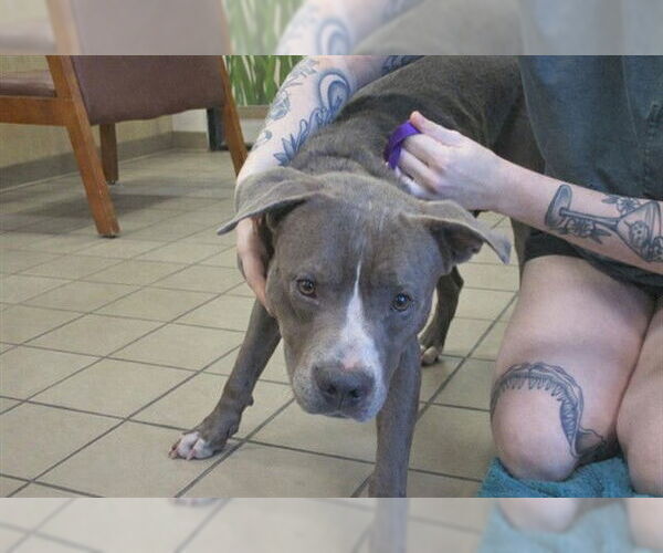 Medium Photo #1 American Pit Bull Terrier Puppy For Sale in Ocala, FL, USA