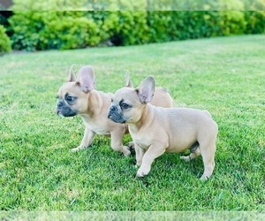 French Bulldog Puppy for sale in IRVINE, CA, USA