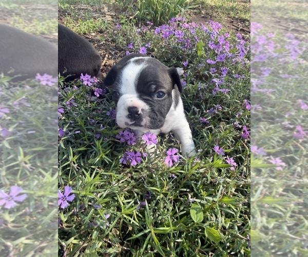 Medium Photo #6 Boston Terrier Puppy For Sale in FREDONIA, KS, USA