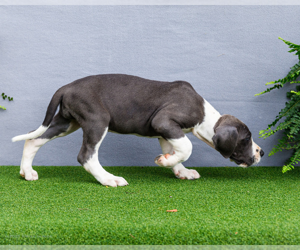Medium Photo #147 Great Dane Puppy For Sale in WAKARUSA, IN, USA
