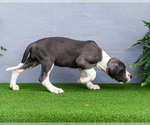 Small Photo #147 Great Dane Puppy For Sale in WAKARUSA, IN, USA