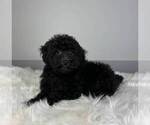 Small Photo #3 Poodle (Miniature) Puppy For Sale in FRANKLIN, IN, USA