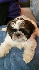 Shih Tzu Puppy for sale in BREMERTON, WA, USA