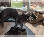 Small #22 Plott Hound-Weimaraner Mix