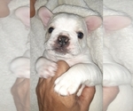 Small Photo #7 French Bulldog Puppy For Sale in EL CAJON, CA, USA