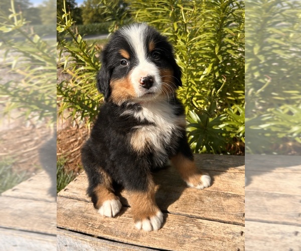 Medium Photo #1 Bernese Mountain Dog Puppy For Sale in MIDDLEBURY, IN, USA