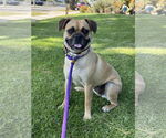 Small #1 Pug Mix