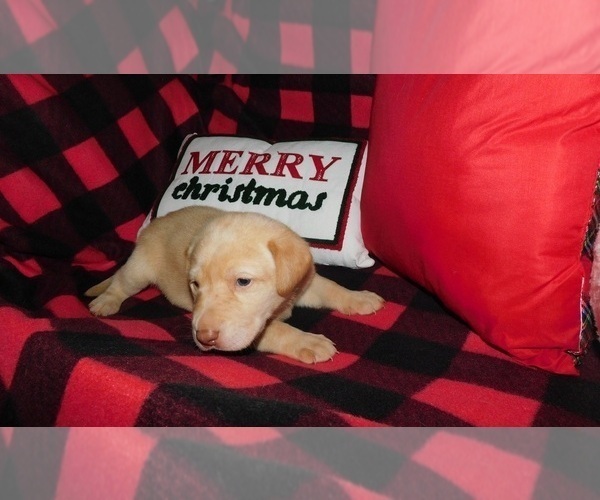Medium Photo #5 Labrador Retriever Puppy For Sale in NEENAH, WI, USA