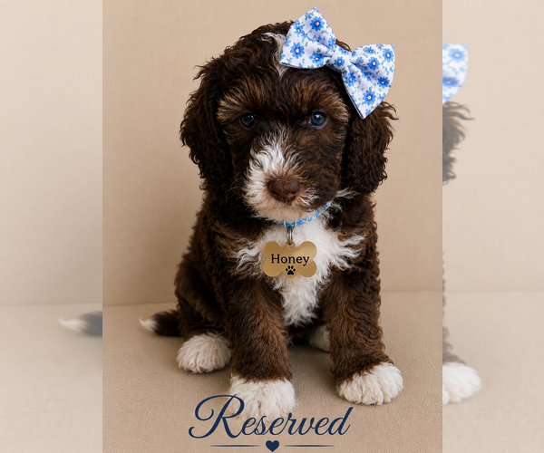 Medium Photo #6 Bernedoodle (Miniature) Puppy For Sale in LUBBOCK, TX, USA