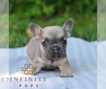 Small #2 French Bulldog