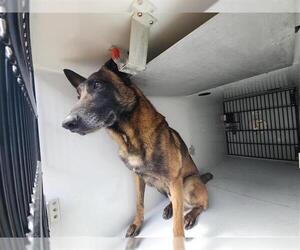 Mutt Dog for Adoption in Houston, Texas USA