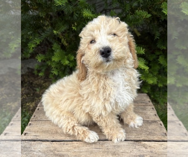 Medium Photo #3 Bichpoo Puppy For Sale in MIDDLEBURY, IN, USA