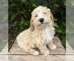 Small #2 Bichpoo