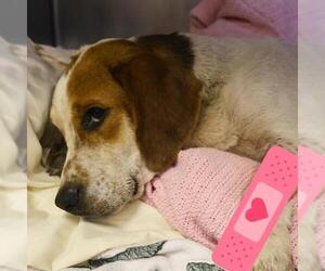 Basset Hound-Unknown Mix Dogs for adoption in San Antonio, TX, USA