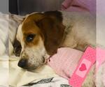 Small Basset Hound Mix