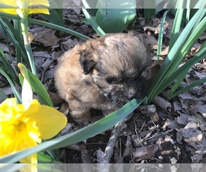 Shih Tzu Puppy for sale in CONWAY, MO, USA