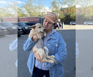 Ginger - Female Labrador Retriever Dog for Adoption - Photo #2