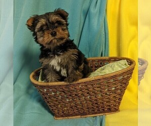 Yorkshire Terrier Puppy for sale in CLARE, IL, USA