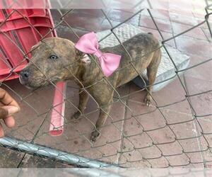 American Pit Bull Terrier Dogs for adoption in Houston, TX, USA