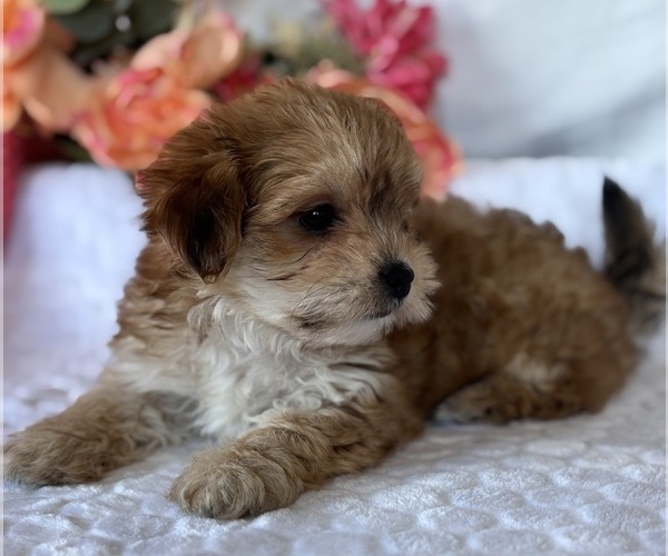 Medium Photo #6 Morkie Puppy For Sale in ROCK STREAM, NY, USA