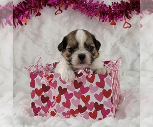 Zuchon Puppy for sale in ARTHUR, IL, USA