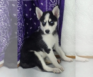 Siberian Husky Puppy for sale in MOUNT AYR, IA, USA