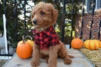 Small Photo #3 Goldendoodle Puppy For Sale in HONEY BROOK, PA, USA