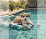 Small #3 Labrador Retriever Mix