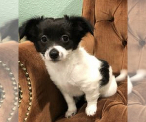 Chihuahua Puppy for sale in BELLEVUE, IA, USA