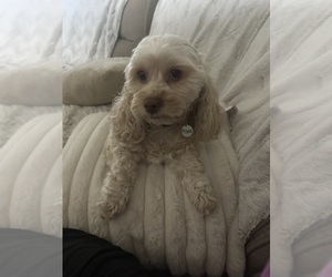 Mother of the Cock-A-Poo puppies born on 12/06/2025