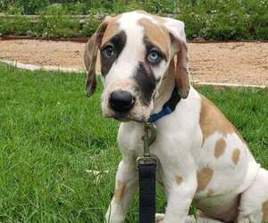 Medium Great Dane