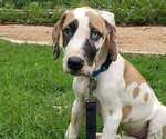 Puppy Puppy 5 Great Dane