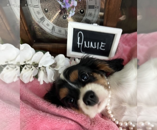 Medium Photo #5 Cavalier King Charles Spaniel Puppy For Sale in ABILENE, TX, USA