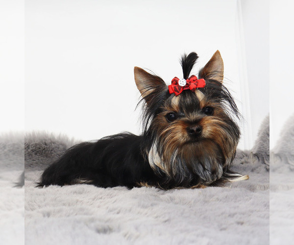 Medium Photo #1 Yorkshire Terrier Puppy For Sale in LOS ANGELES, CA, USA